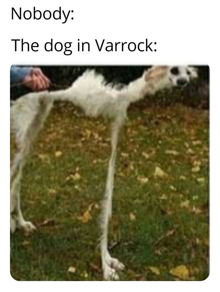 where is the stray dog in varrock